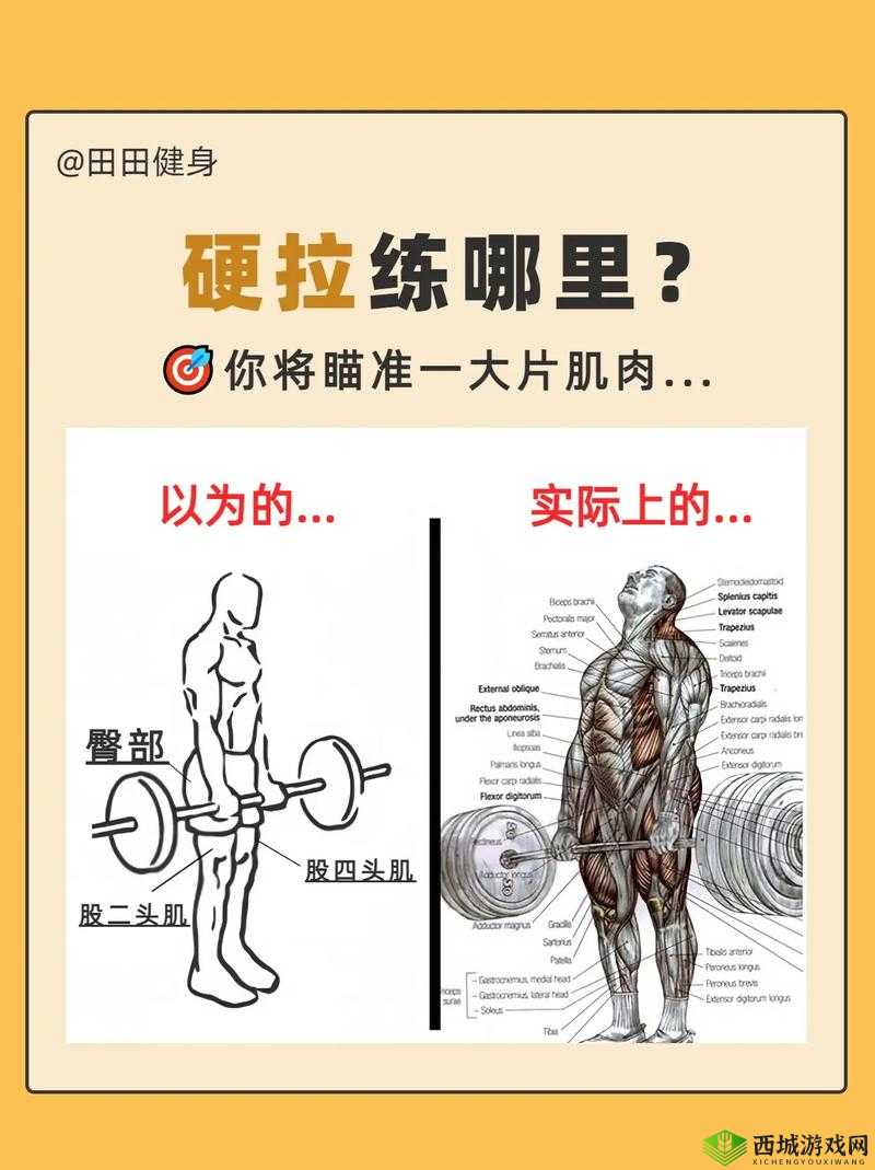 越野猛禽硬汉肌肉究竟如何练就？探索其背后的秘密与关键要素